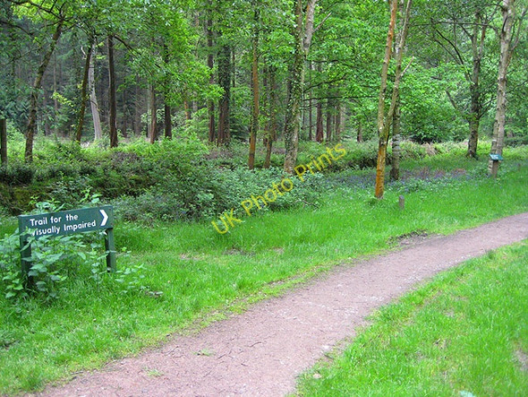 Photo 6"x4" Trail for the visually impaired, Cyril Hart Arboretum Cannop c2008
