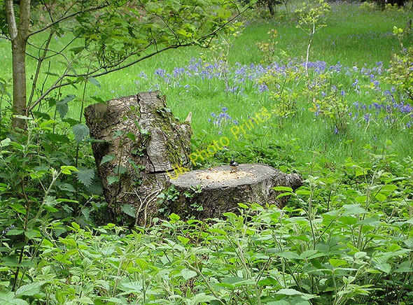 Photo 6"x4" Coal tit feeding on seed in the arboretum Cannop c2008