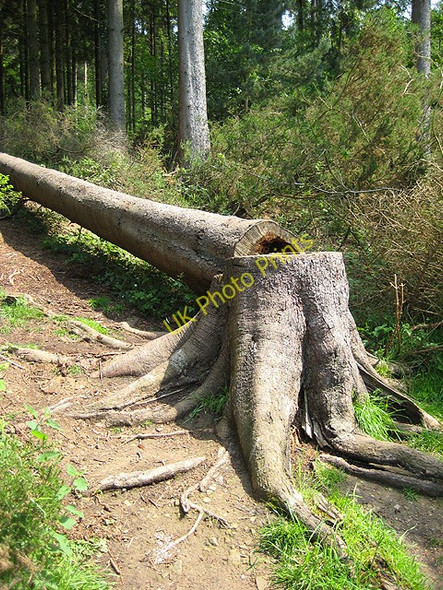 Photo 6"x4" Felled tree, Mallards Pike Parkend\/SO6108 c2008