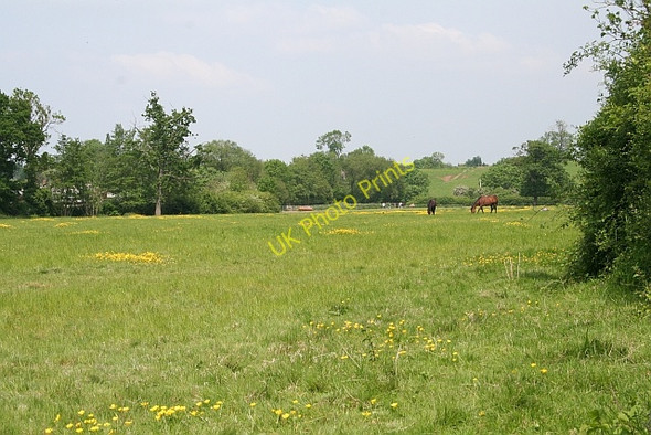 Photo 6"x4" Horse pasture Birts Street c2008