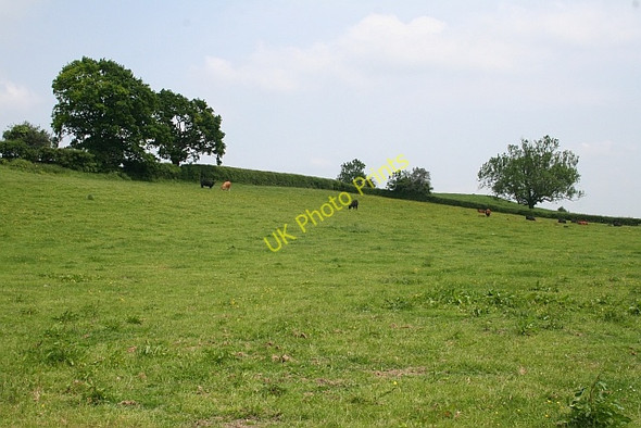 Photo 6"x4" Cow pasture Birts Street c2008