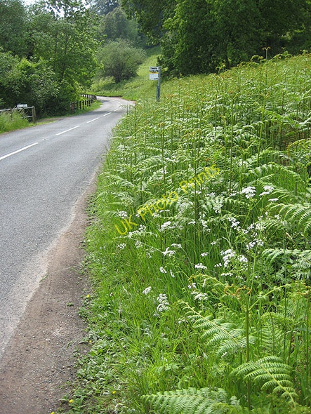 Photo 6"x4" Knee-deep in bracken Brain's Green c2008