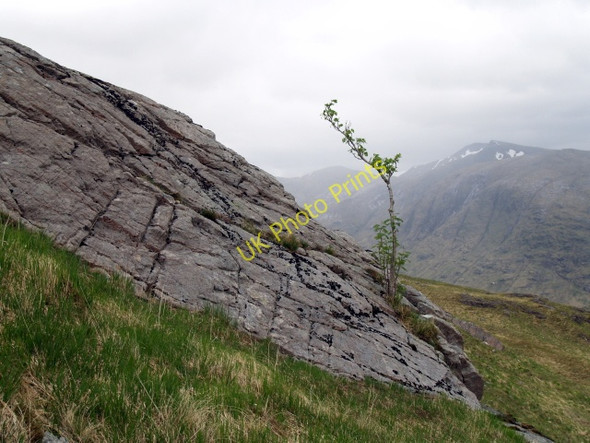 Photo 6"x4" Slab and rowan tree, Beinn Maol Chaluim Dalness\/NN1651 c2008
