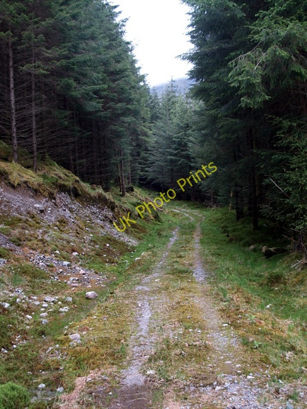 Photo 6"x4" Forest Road, Gleann Fhaolain Dalness\/NN1651 c2008