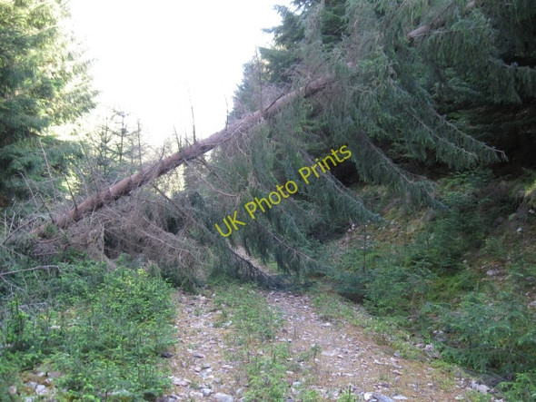 Photo 6"x4" Remains of last winter's storms, forest track Benavie c2008
