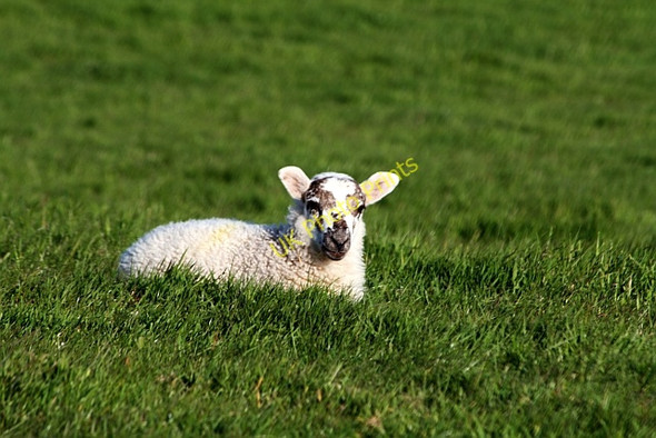 Photo 6"x4" Spring Lamb in the Sunshine Askomill c2008