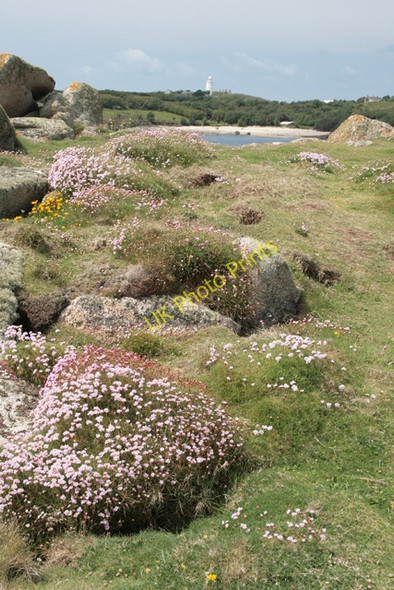 Photo 6"x4" Sea Thrift Hugh Town c2008