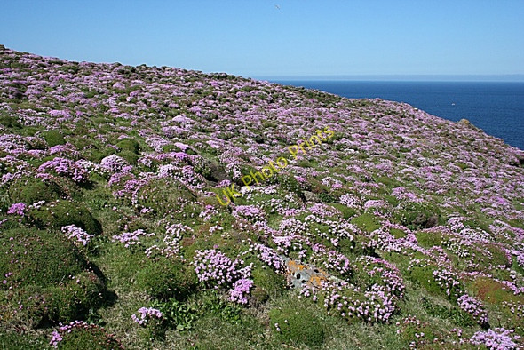 Photo 6"x4" A Carpet of Thrift Tarbet\/NC1649 c2008