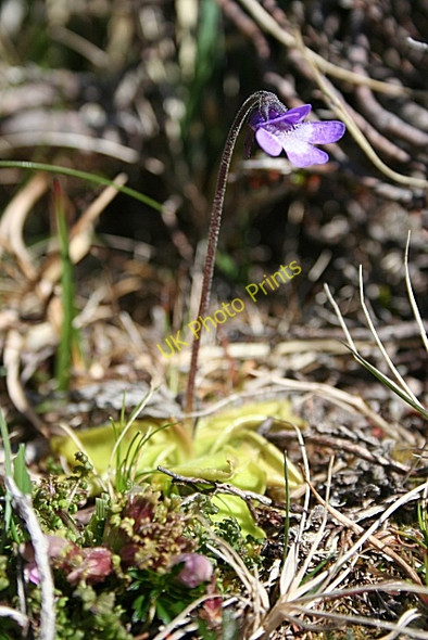 Photo 6"x4" Common Butterwort (Pinguicula vulgaris) Tarbet\/NC1649 c2008