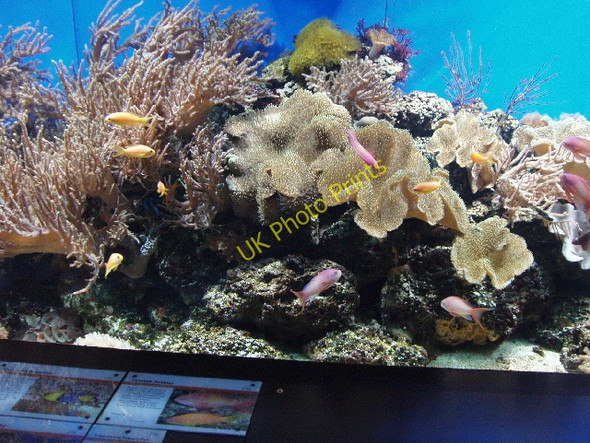 Photo 6"x4" Aquarium with coral at London Zoo Camden Town c2008