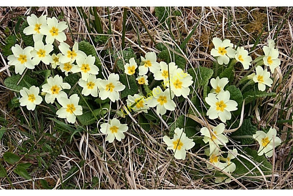 Photo 6"x4" Primrose (Primula vulgaris) Inchnadamph c2008