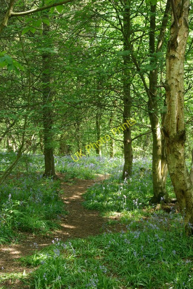 Photo 6"x4" Path in Crackley Wood Kenilworth c2008