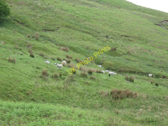 Photo 6"x4" Hillside with grieving sheep Fort William\/An Gearasdan c2008