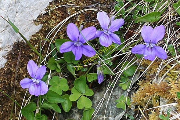 Photo 6"x4" Common Dog Violet (Viola riviniana) Knockan\/NC2110 c2008