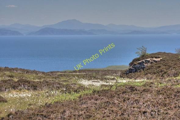 Photo 6"x4" Bog and Cottongrass Sandamhor c2008