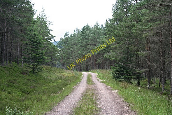 Photo 6"x4" Rosarie Forest Towiemore c2007 P3