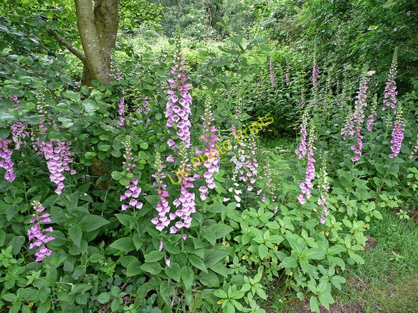 Photo 6"x4" Cluster of foxgloves, Digitalis purpurea Godalming c2008