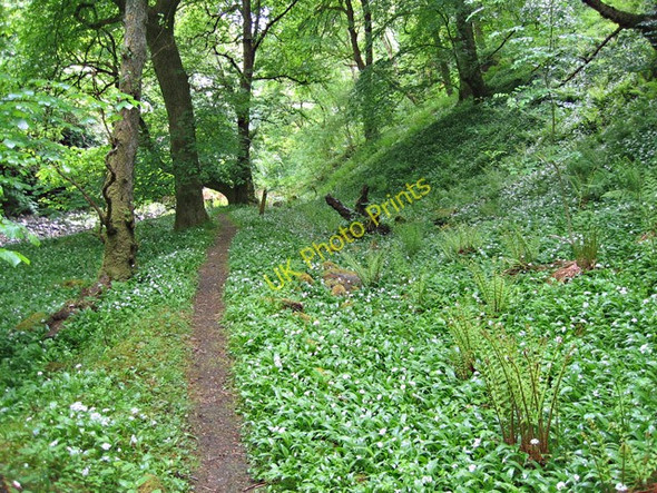 Photo 6"x4" Wild garlic by the River Conon Uig\/NG3963 c2008