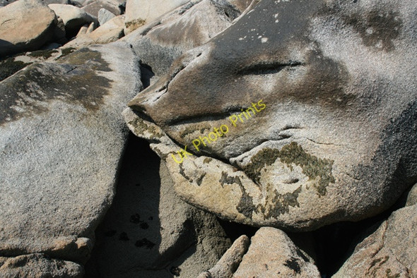 Photo 6"x4" Rock with a Seal's Head Hugh Town c2008