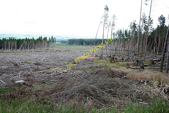 Photo 6"x4" Rosarie Forest Towiemore c2007