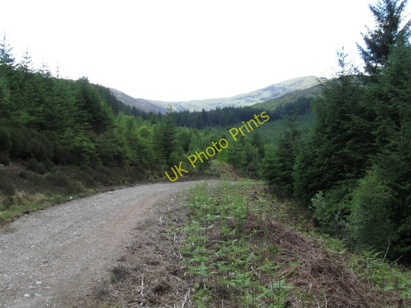 Photo 6"x4" Forest track Muirshearlich c2008 P1