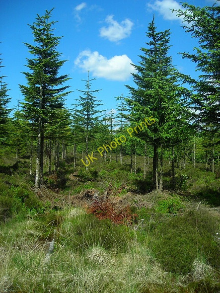 Photo 6"x4" Forest of Ae Ae c2008