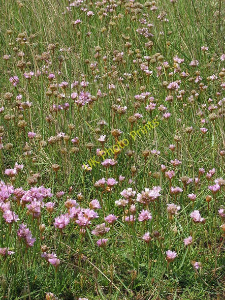 Photo 6"x4" Sea thrift (Armeria maritima) Holme next the Sea c2008