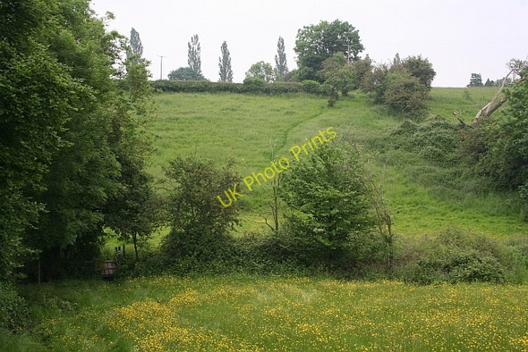 Photo 6"x4" Path to Bannut Tree Birts Street c2008