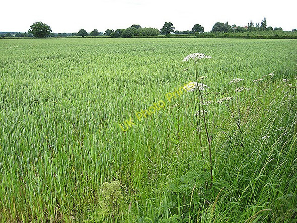 Photo 6"x4" Young wheat near Caerwents Kent's Green c2008