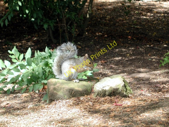 Photo 6"x4" Grey Squirrel, Jephson Gardens, Leamington Spa Royal Leamington Spa c2000