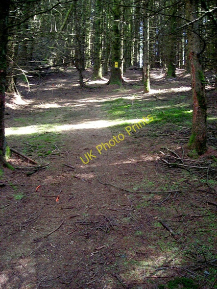 Photo 6"x4" Cycle Trail Diversion in Forest of Ae Killyminshaw Hill c2008