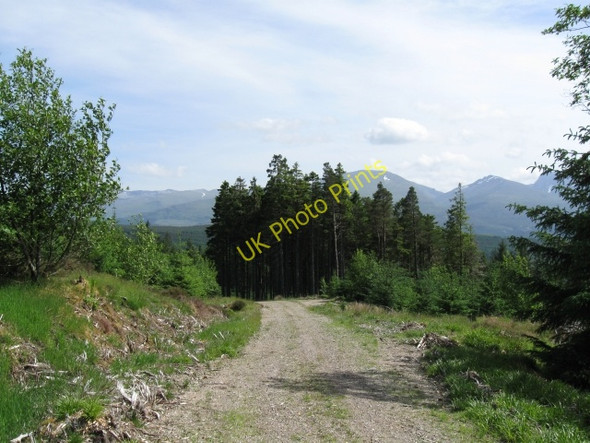 Photo 6"x4" Clump of trees Kilmonivaig c2008