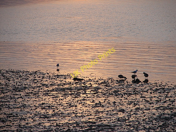 Photo 6"x4" Waders on the foreshore Ryde c2008