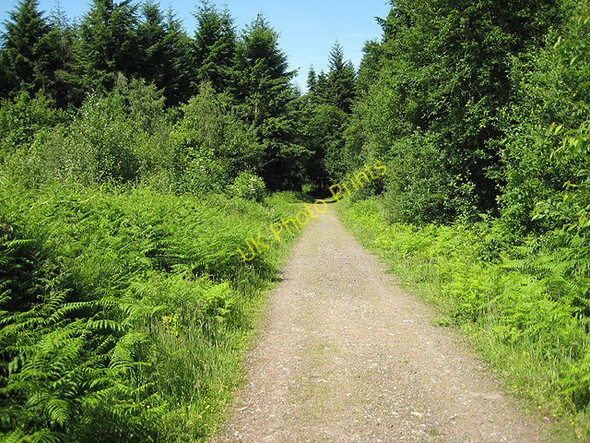 Photo 6"x4" Track through mixed woodland near Bailey Lane End Dancing Green c2008