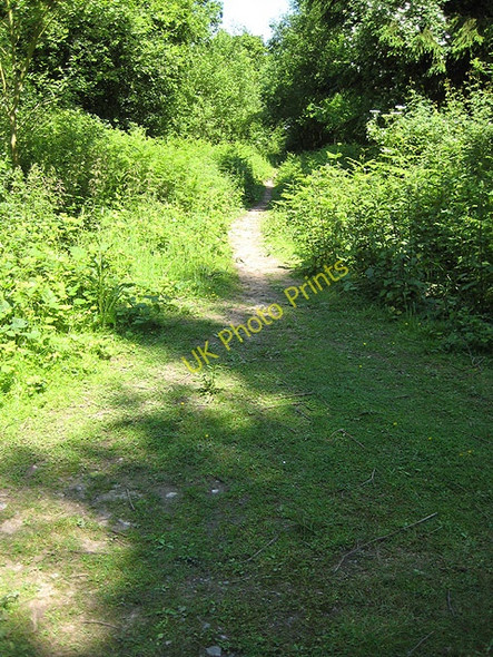 Photo 6"x4" Woodland path north to Dancing Green Dancing Green c2008