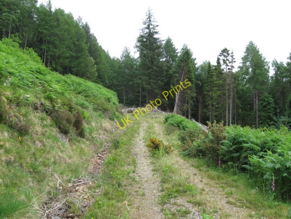 Photo 6"x4" Forestry track Clunes c2008