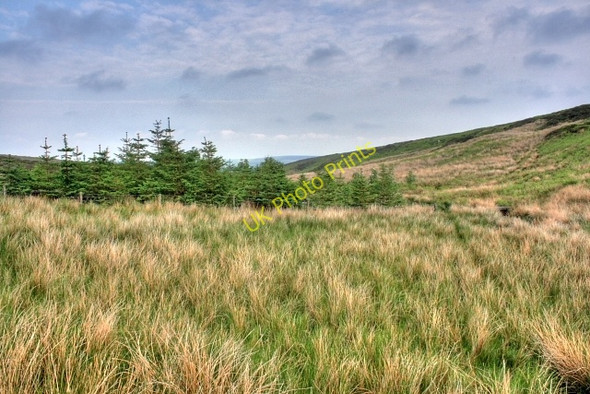 Photo 6"x4" Small Copse, Roan Beck Booze c2008