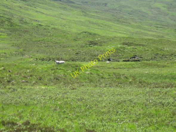 Photo 6"x4" Sheep this side of headwaters of infant River Loy Brian Choille\/NN0684 c2008