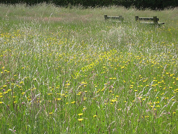 Photo 6"x4" Seats on the common Hillersland c2008
