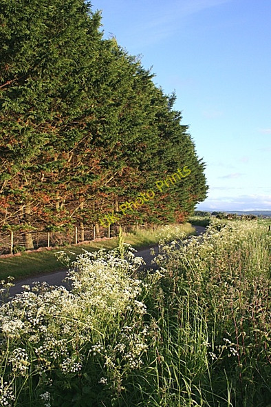 Photo 6"x4" Conifer Hedge Bogmoor c2008