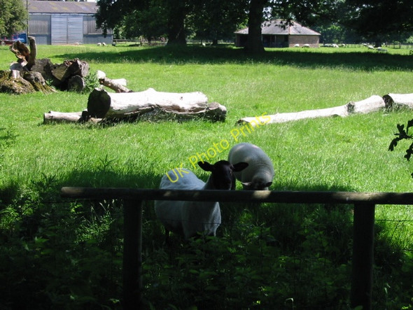 Photo 6"x4" Inquisitive sheep Swingfield Minnis c2008