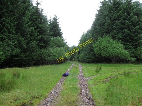 Photo 6"x4" Forest track Allt Clachaig c2008