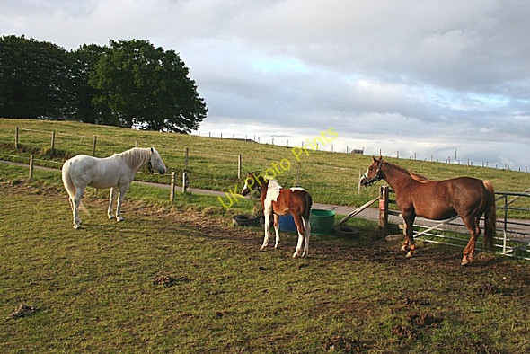 Photo 6"x4" Family at Lochs Farm Burniestrype c2008