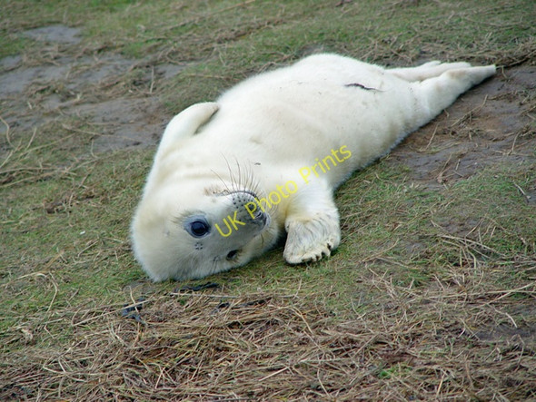Photo 6"x4" A young seal at Donna Nook Donna Nook c2007