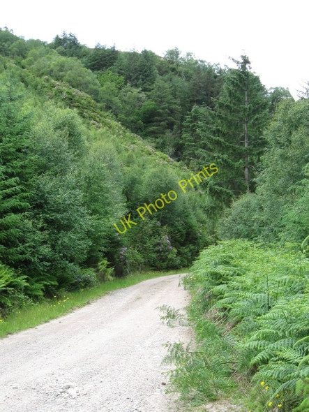 Photo 6"x4" Forestry track from St John's church up to the head of Gleann a' Chaolais with rhododendrons South Ballachulish c2008