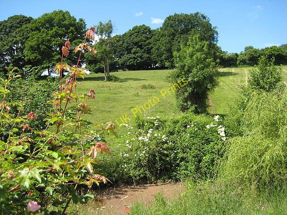 Photo 6"x4" Small wood on a hillside Boxbush\/SO6720 c2008