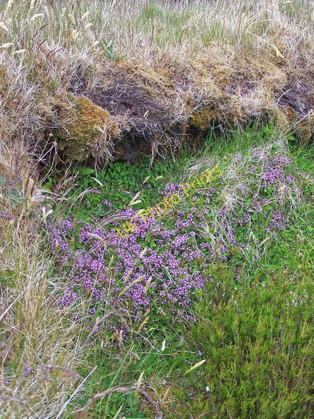 Photo 6"x4" Wild flowers on the old road Blackhill\/NG3450 c2008