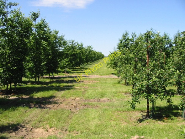 Photo 6"x4" Looking W up the slope from footpath in orchard Groves\/TR2657 c2008