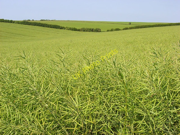 Photo 6"x4" Farmland above Broadmayne Osmington c2008