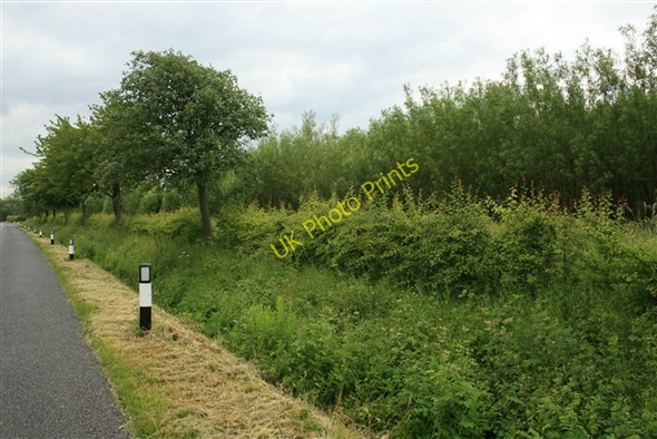 Photo 6"x4" Short rotation coppice (SRC) willow Darlton c2008